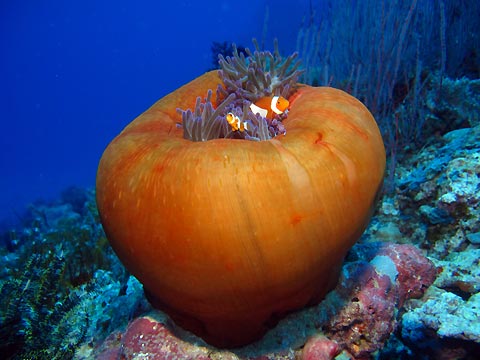 Nemo and Shrimp on Anenome