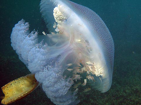  White Spotted Jellyfish
