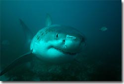 Great White Shark, cage diving at Neptune Island. Port Lincoln, South Australia