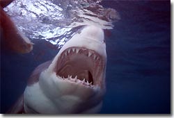 Great White Shark, cage diving at Neptune Island. Port Lincoln, South Australia