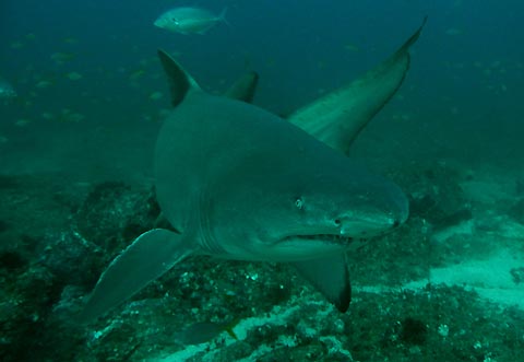 Grey Nurse Shark Snout