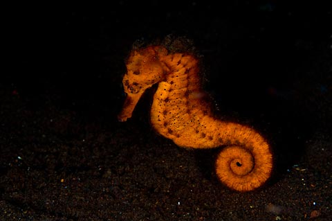 Seahorse