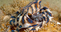 Blue-ringed Octopus with Eggs