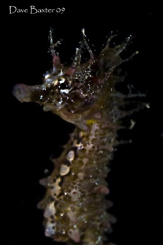 Seahorse