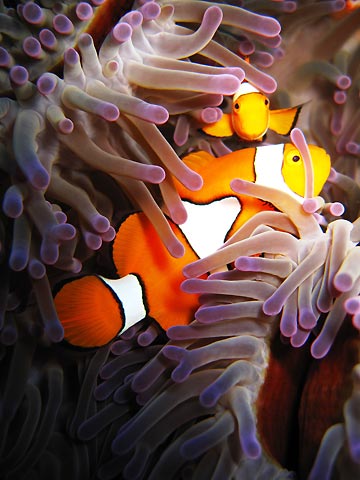  Deacon'sClownfish