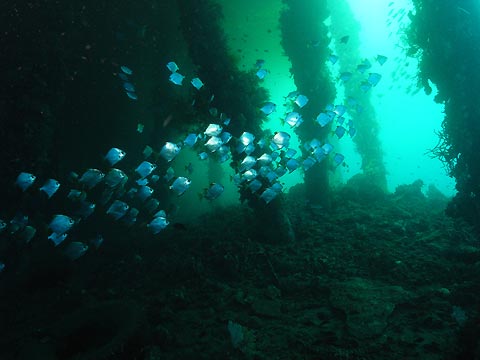 Diamonds below the pier