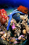 Raja Ampat Coral
