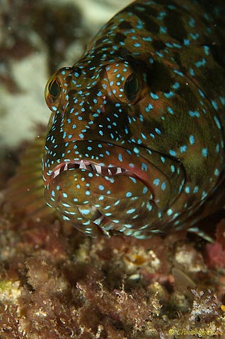 Harlequin at Rottnest