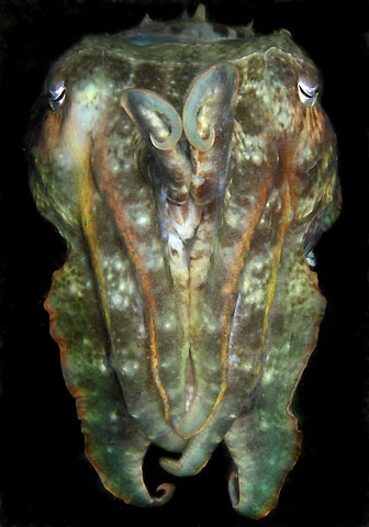 Cuttlefish full frontal