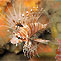 Spot-fin Lionfish