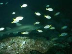 Grey Nurse Shark, Carcharias taurus. Laurieton, NSW