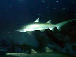 Grey Nurse Shark, Carcharias taurus. Laurieton, NSW