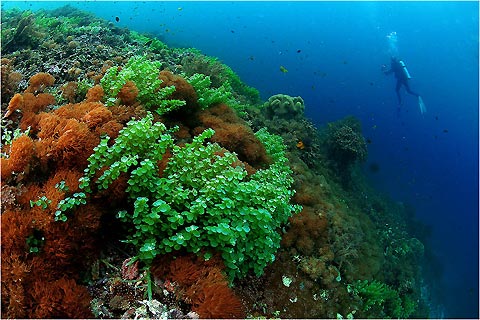 Raja Ampat Coral Garden