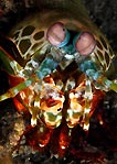 Mantis Shrimp