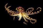 Blue-ringed Octopus