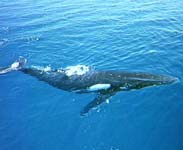 Whale watching - Photo and text courtesy of Tourism QLD