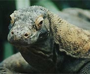 Komodo dragon