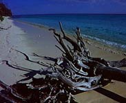 Driftwood on beach - Photo and text courtesy of Tourism QLD