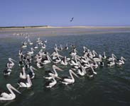 Pelicans at The Entrance - Photo courtesy of Tourism NSW